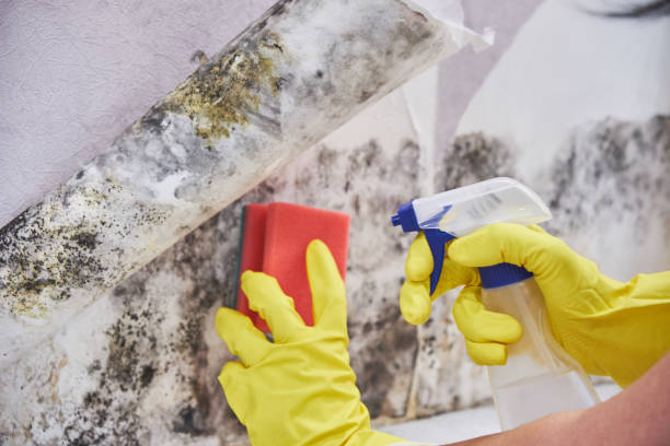 Best Mold Removal for HVAC Installations in Highland, MD